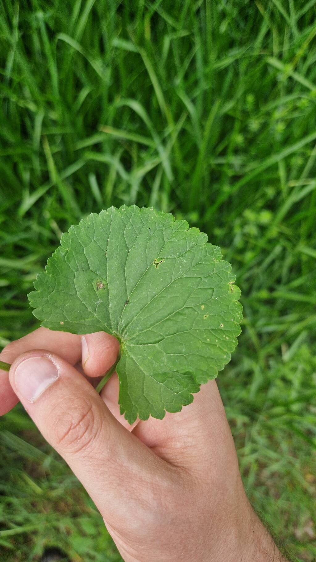 Ranunculus cassubicifolius leaf