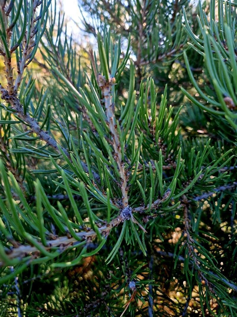 Pinus monophylla leaf