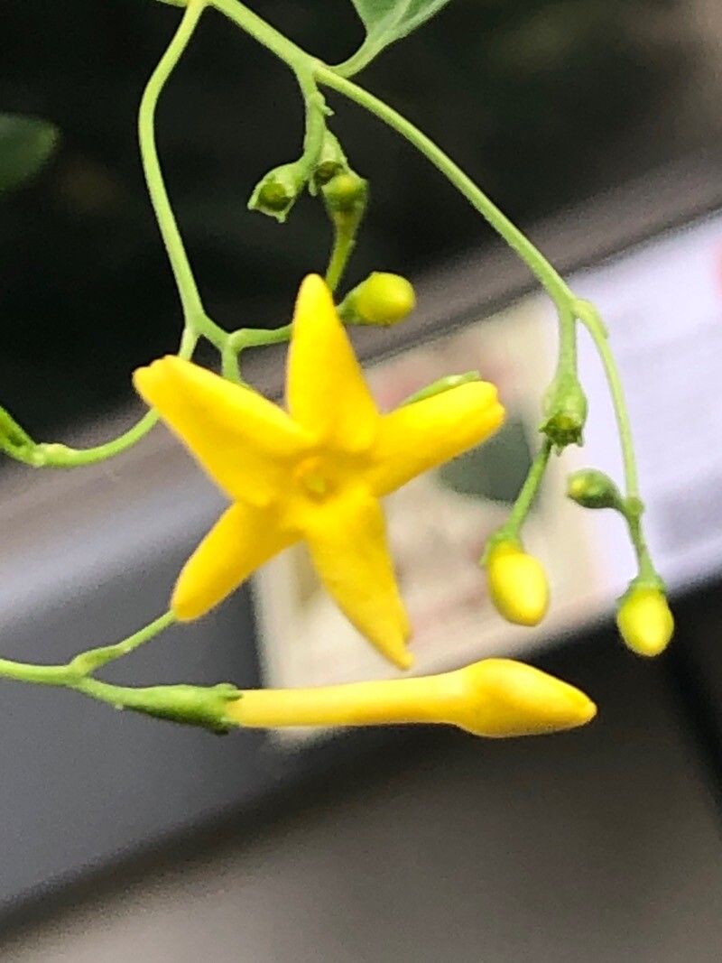 Jasminum odoratissimum flower