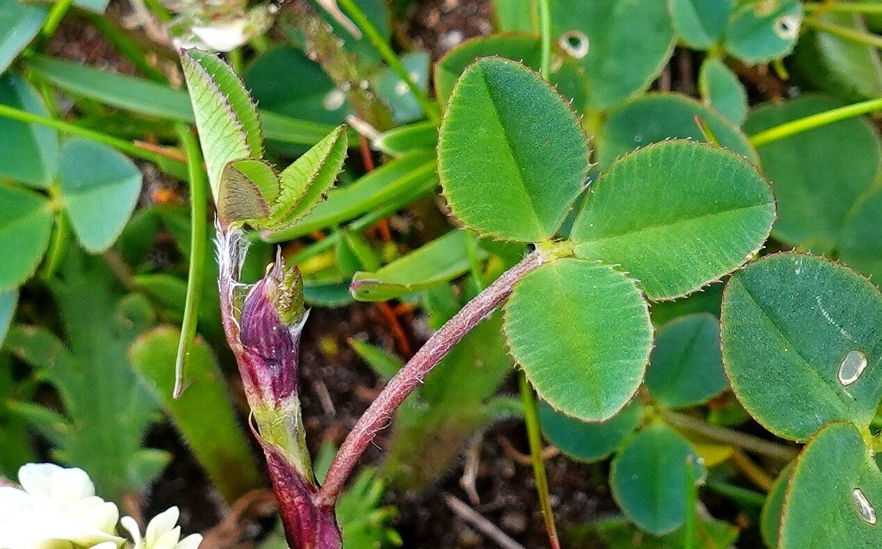 Trifolium occidentale leaf