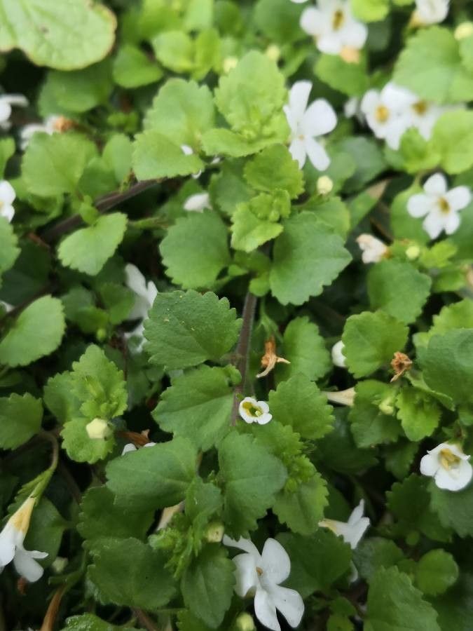 Bacopa repens — repeat bloomer houseplant
