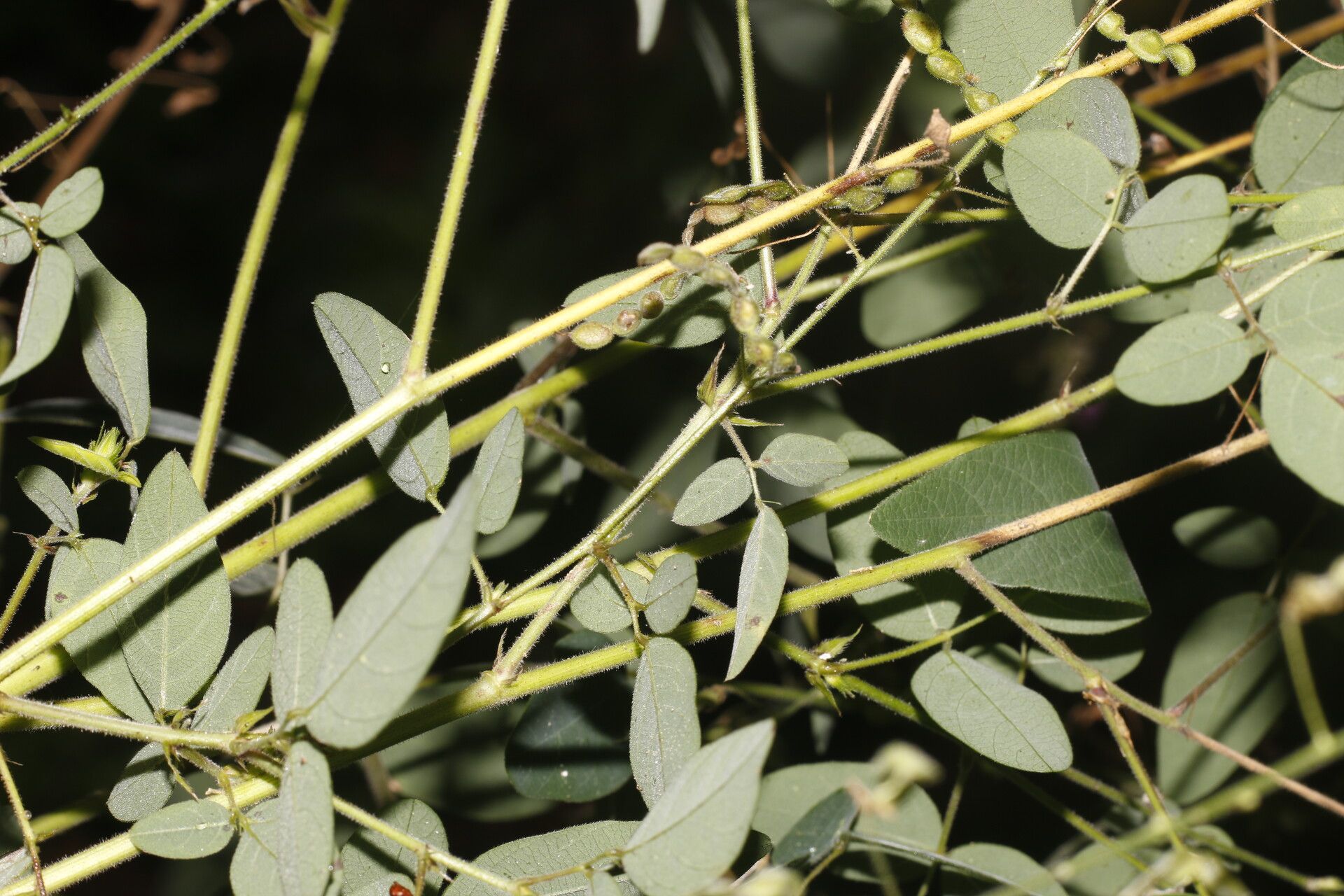 Desmodium procumbens leaf