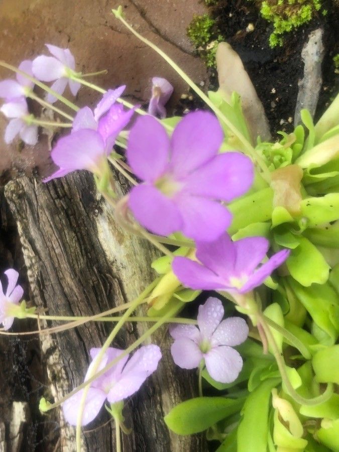 Pinguicula agnata flower