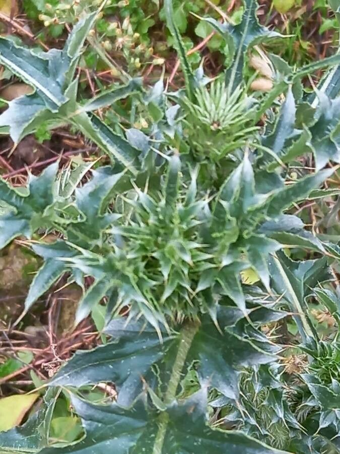 Carduus nutans fruit