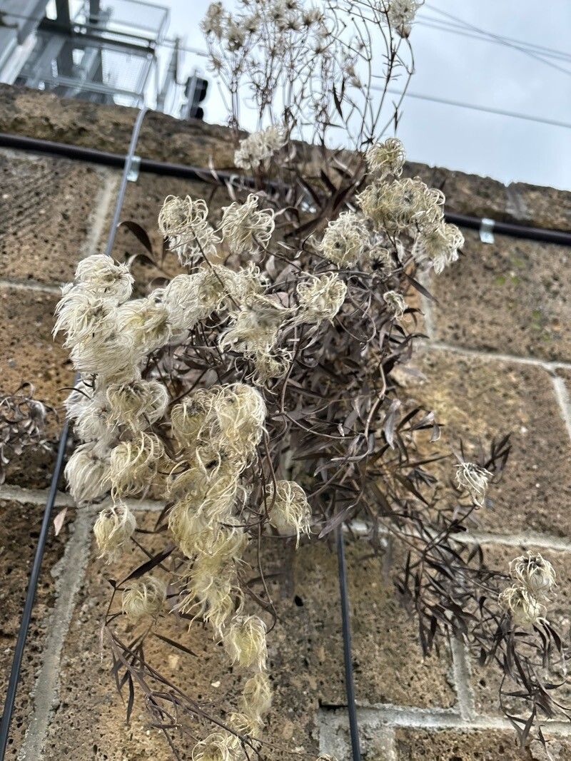 Clematis hexapetala fruit