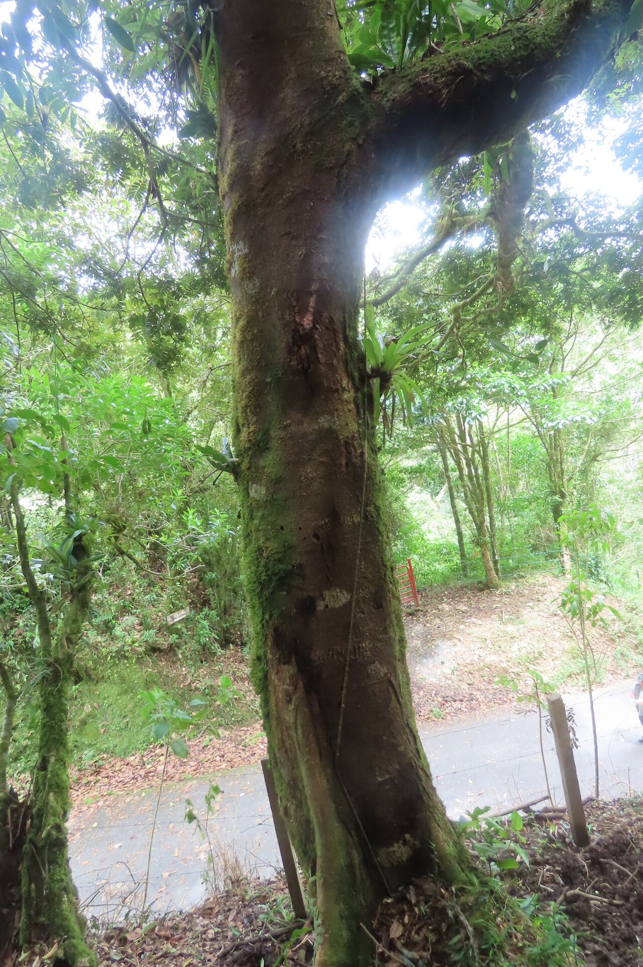 Alfaroa costaricensis habit