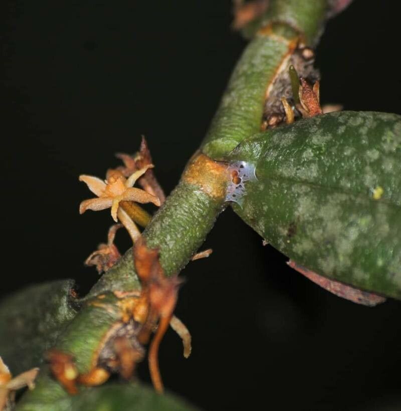 Campylocentrum neglectum flower