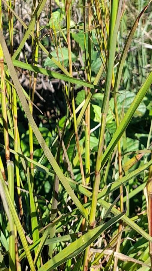 Andropogon bicornis — search result for 'Andropogon'