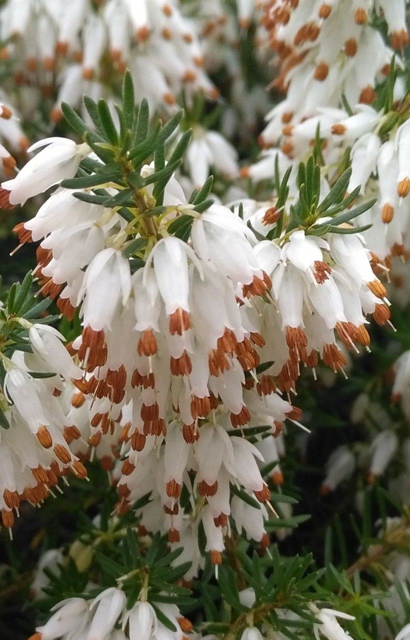 Erica herbacea flower