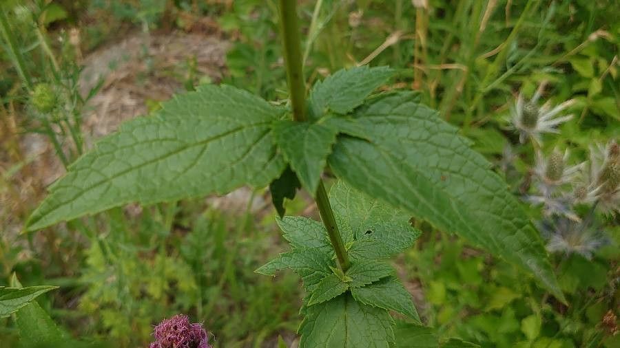 Blephilia ciliata — search result for 'Eastern and central North America'