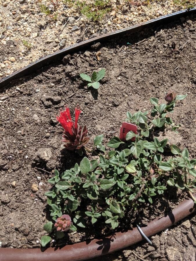 Monardella macrantha flower