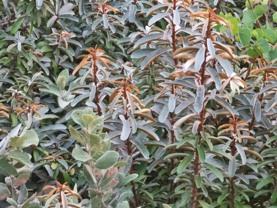 Englerophytum magalismontanum — houseplant care guide