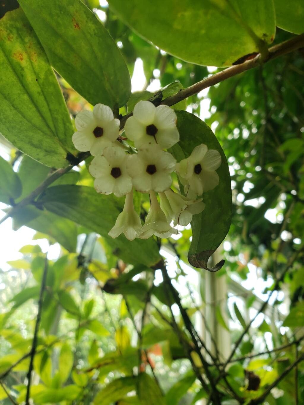 Macleania insignis flower
