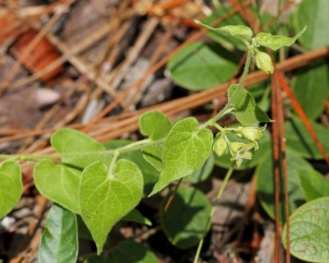 Matelea pubiflora habit