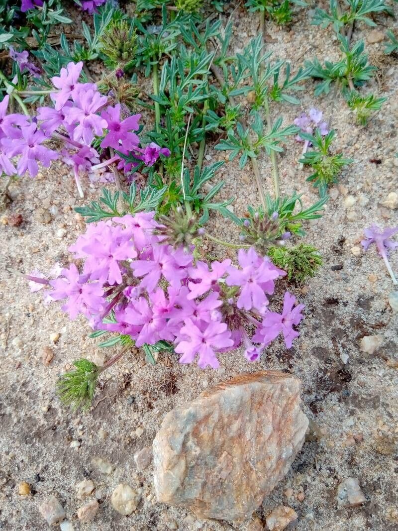 Verbena dissecta flower