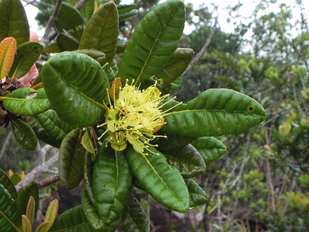 Xanthostemon sulfureus flower