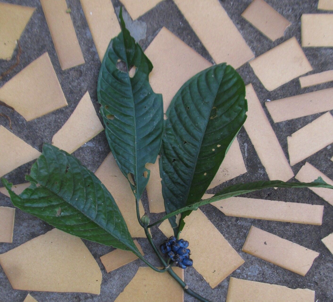 Psychotria thonneri habit