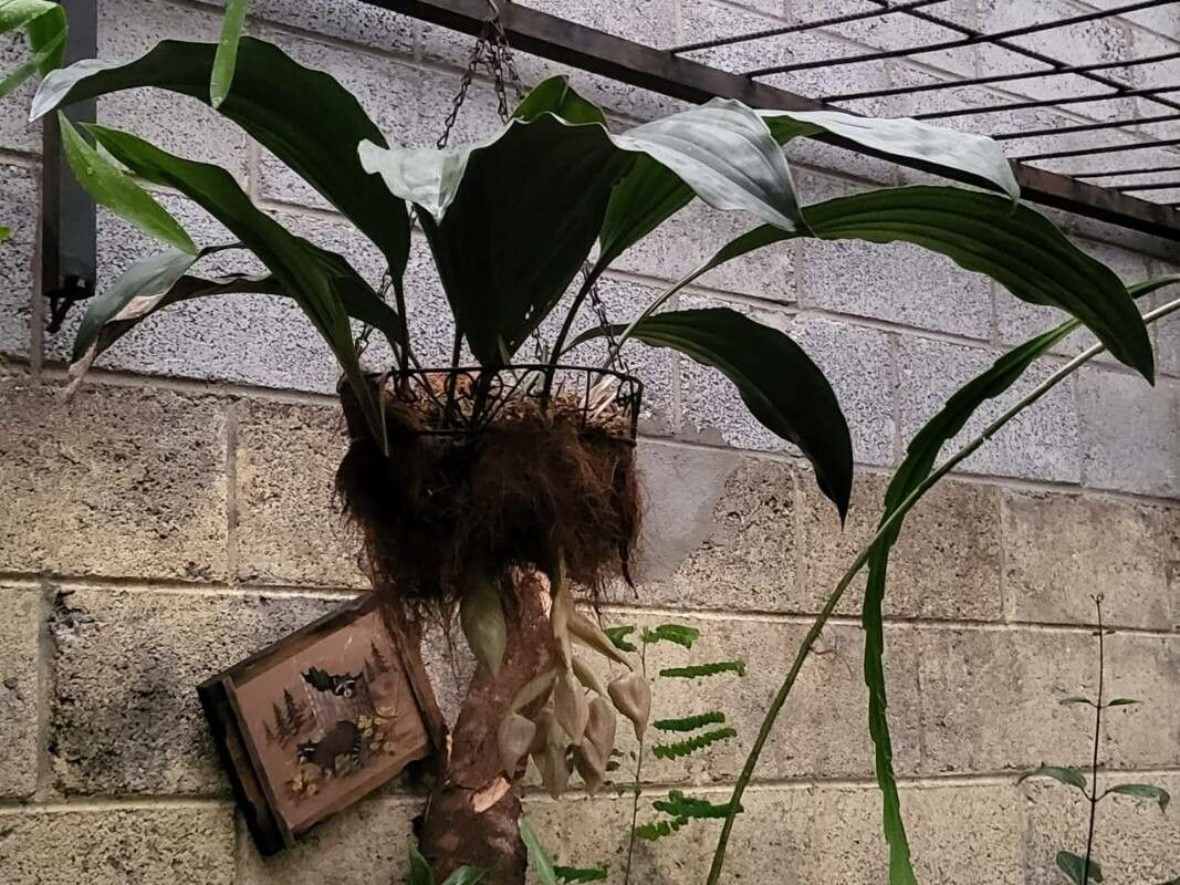 Stanhopea wardii habit