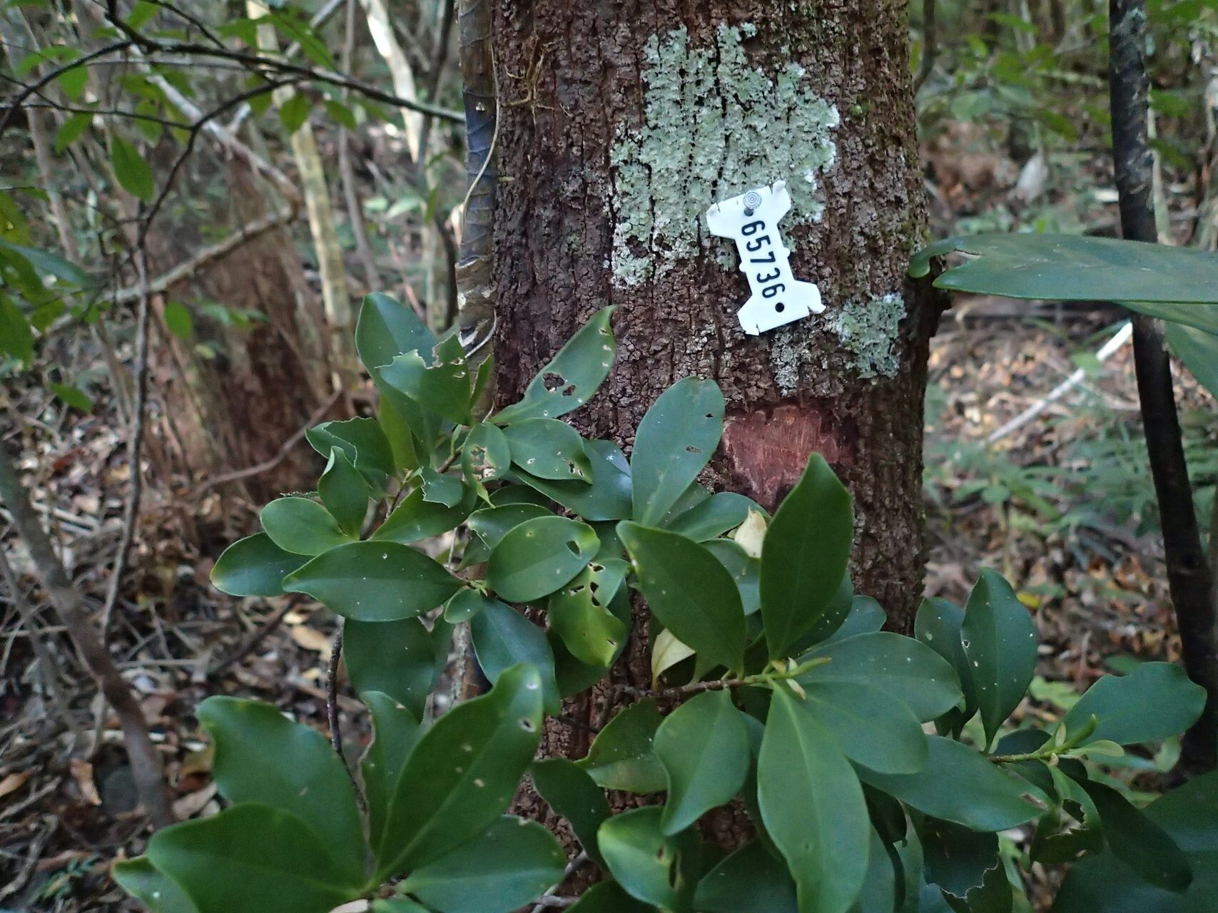 Myrsine arborea bark