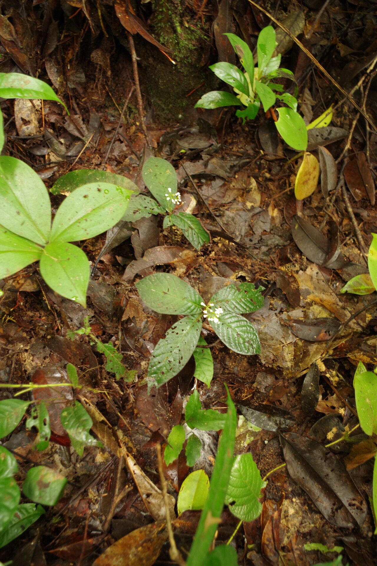 Psychotria rubristipulata habit