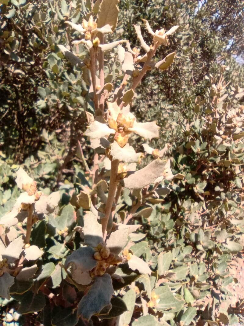 Quercus turbinella flower