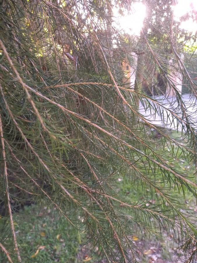 Melaleuca alternifolia leaf