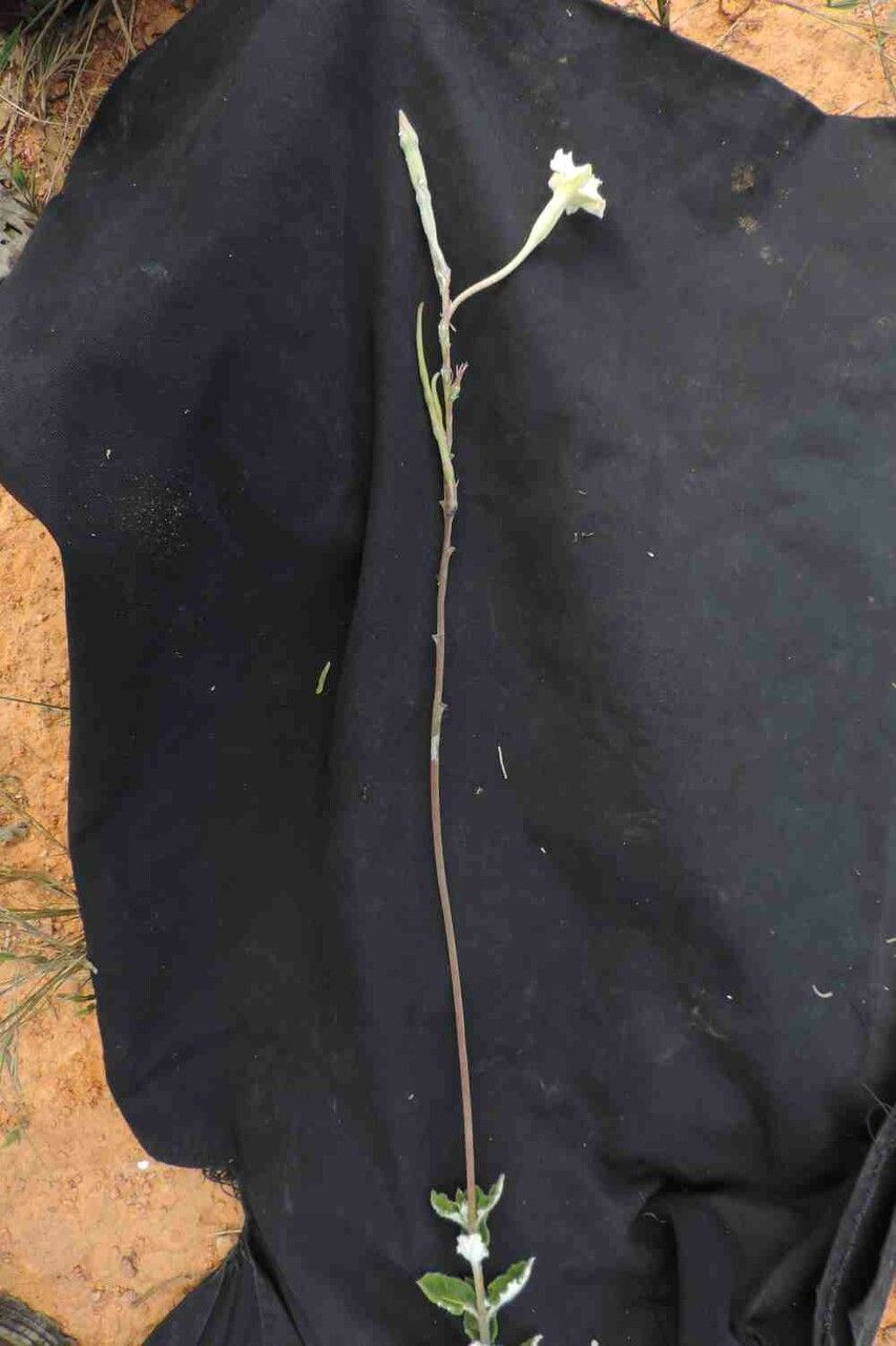 Mandevilla martii flower