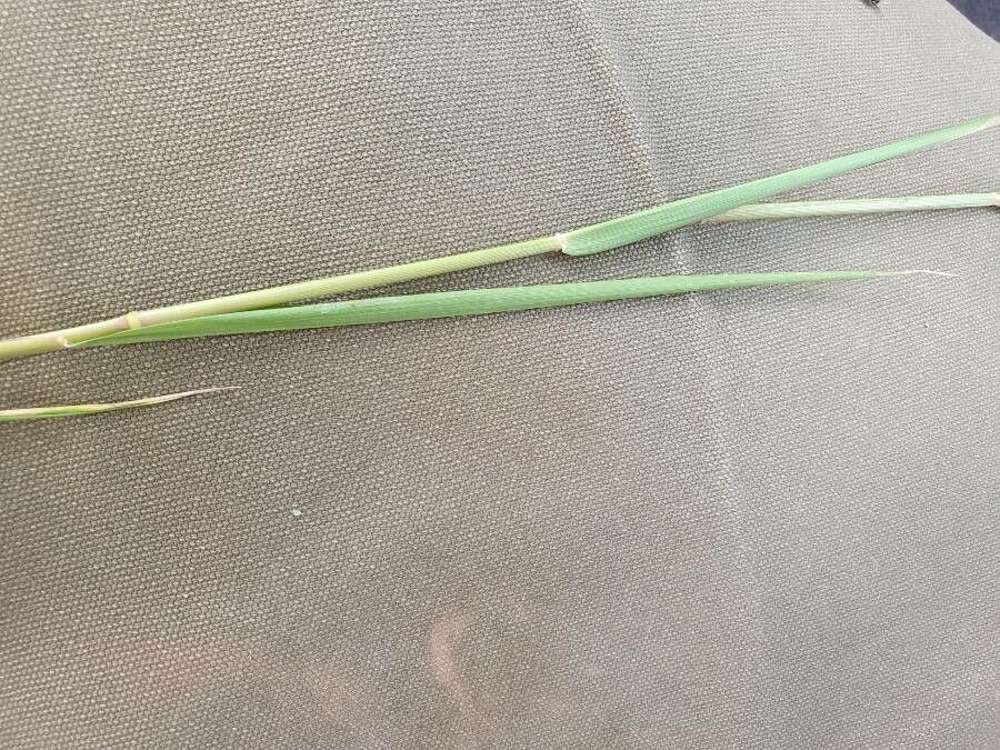 Brachiaria leersioides — search result for 'Brachiaria'