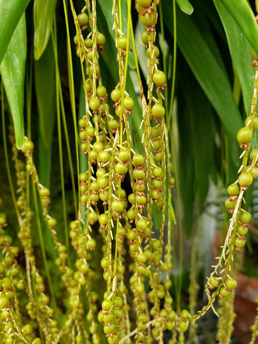 Coelogyne filiformis fruit