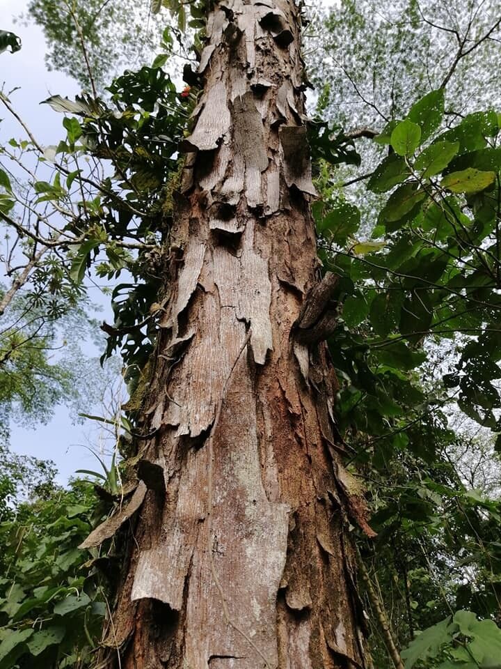 Albizia carbonaria bark