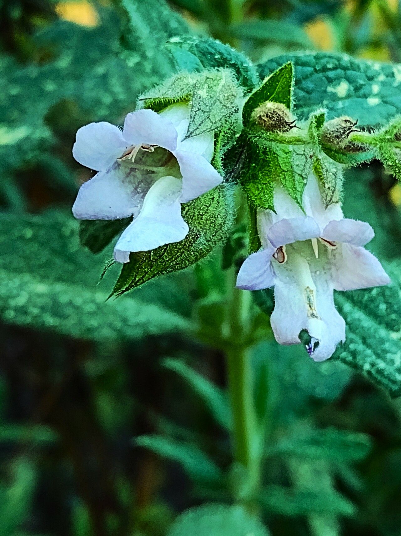 Lepechinia calycina — related species from the same genus