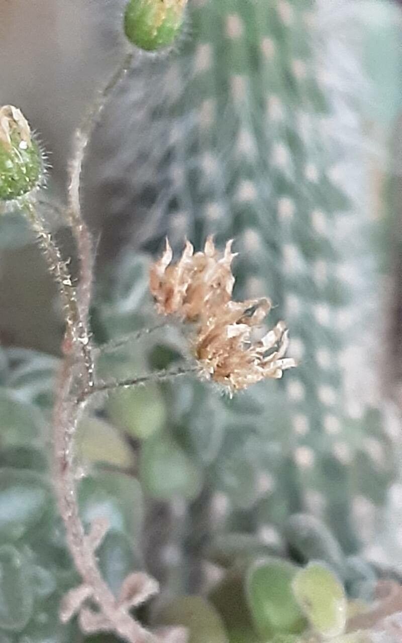 Aichryson porphyrogennetos fruit