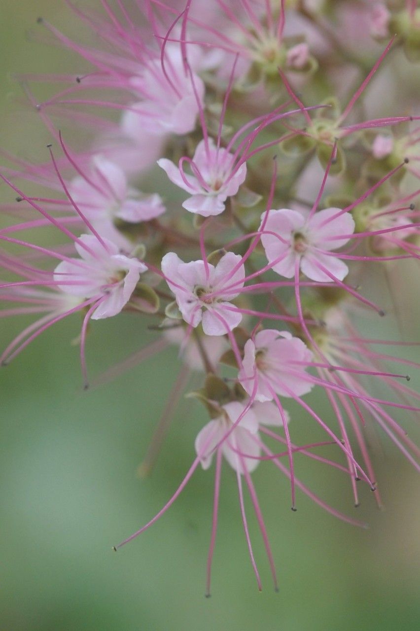 Hirtella racemosa flower