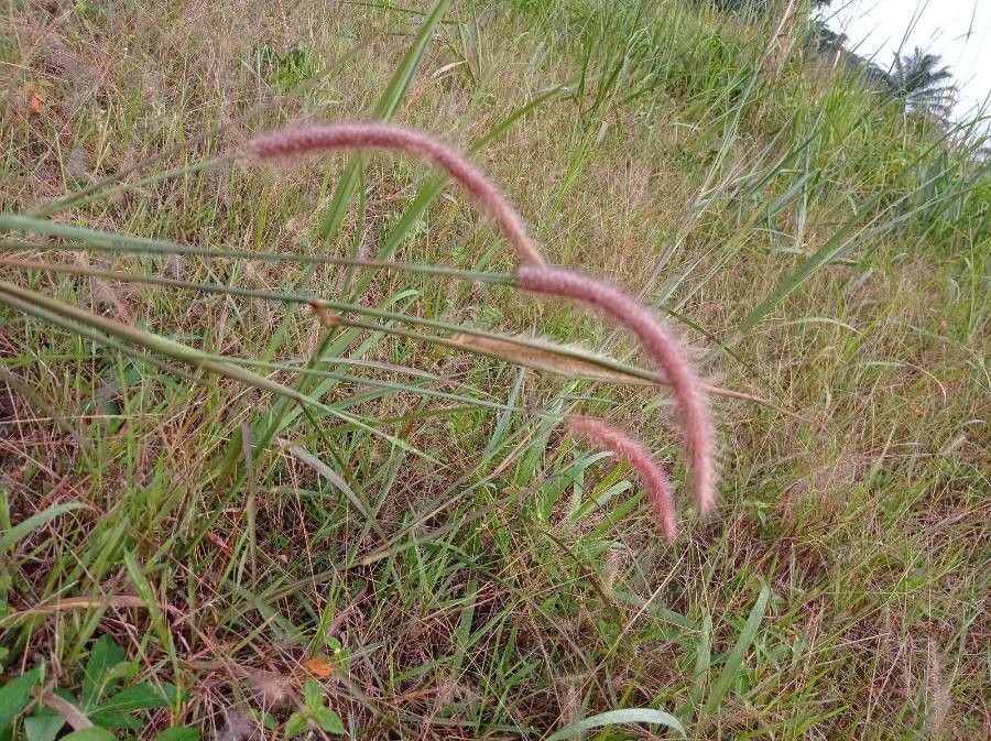 Pennisetum polystachion fruit