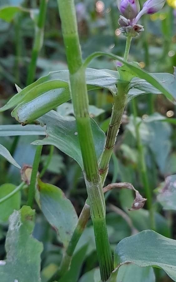 Tripogandra diuretica other