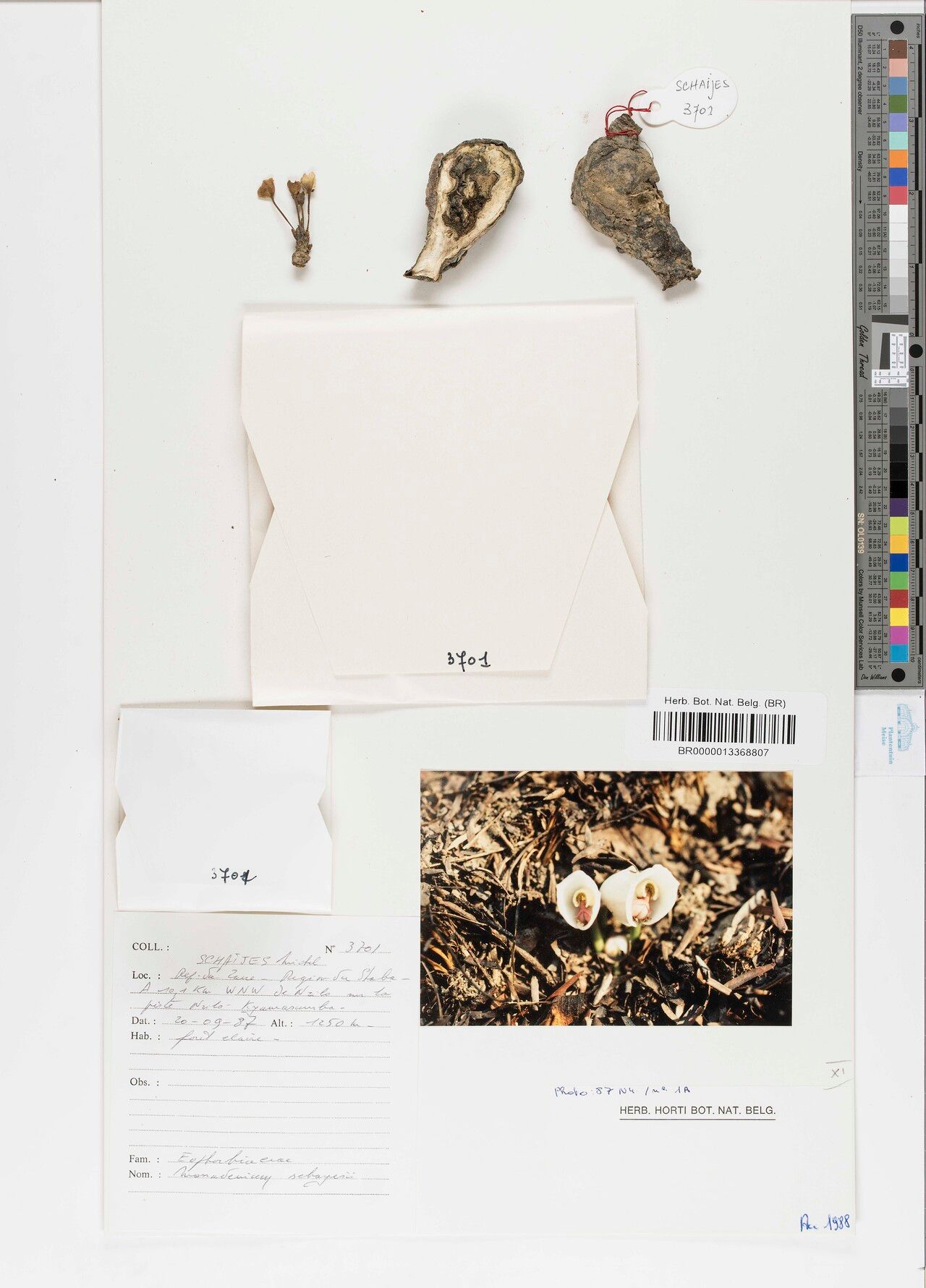 Euphorbia schaijesii — houseplant care guide