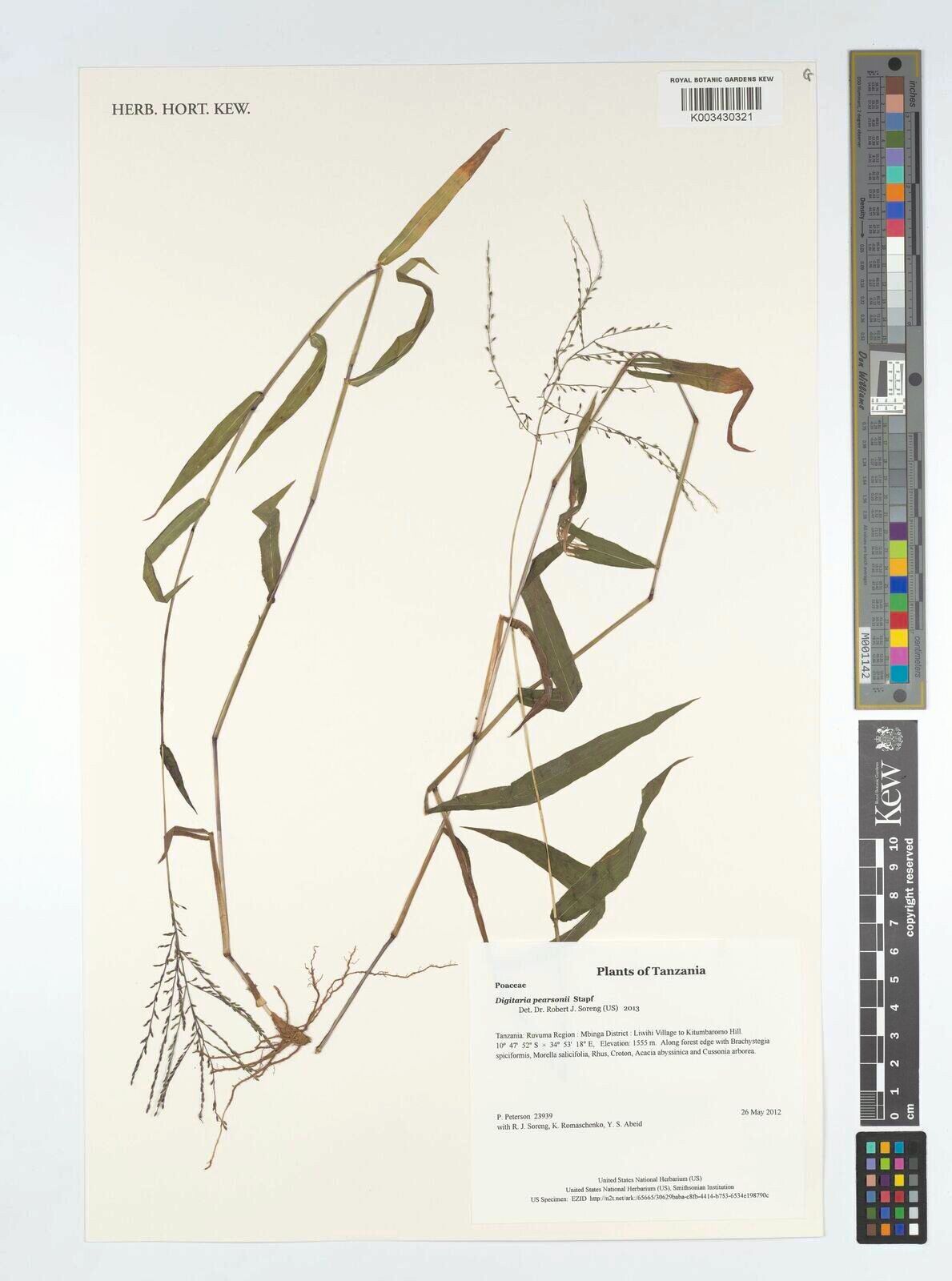 Digitaria pearsonii — houseplant care guide
