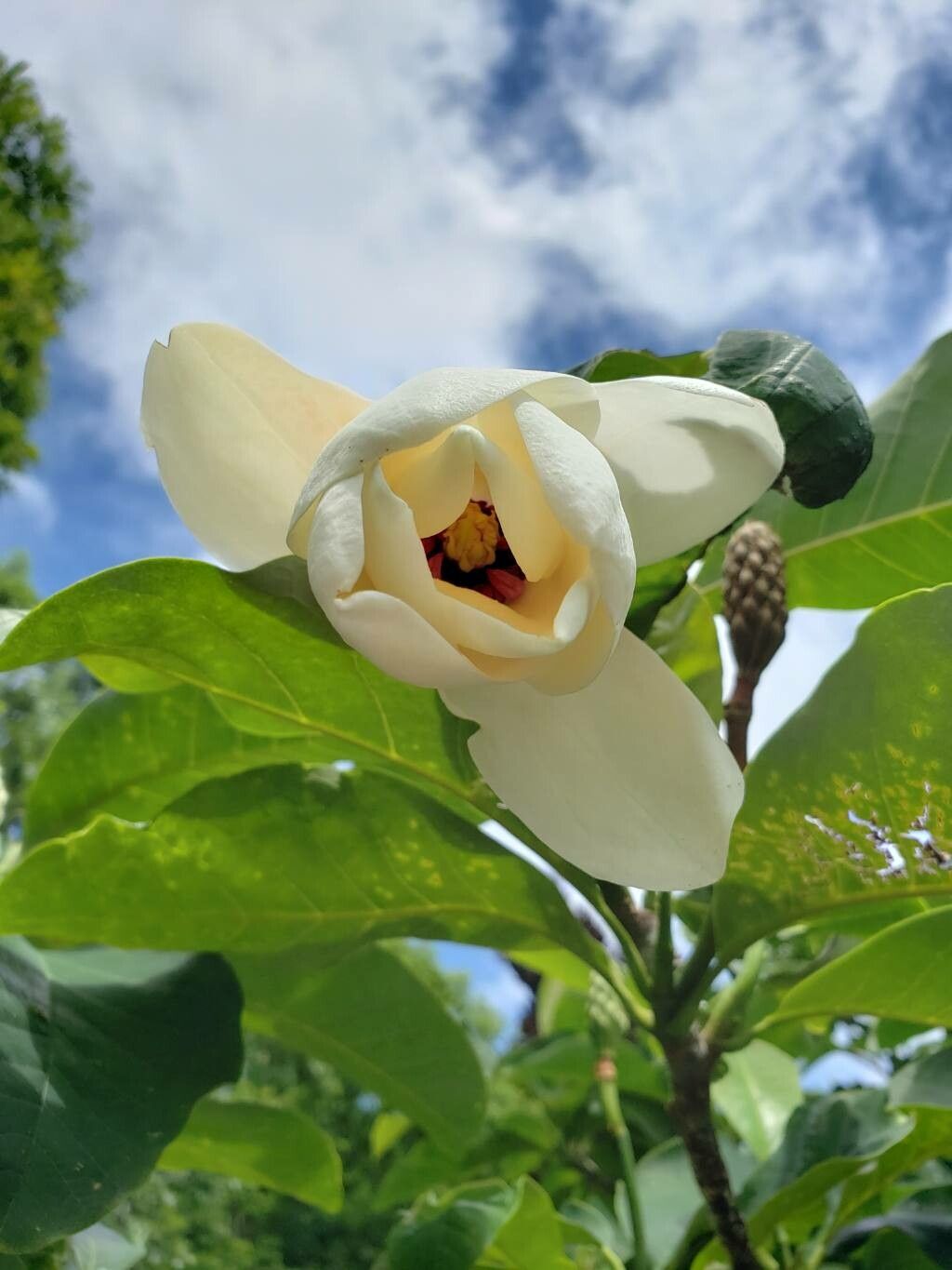 Magnolia × wieseneri flower