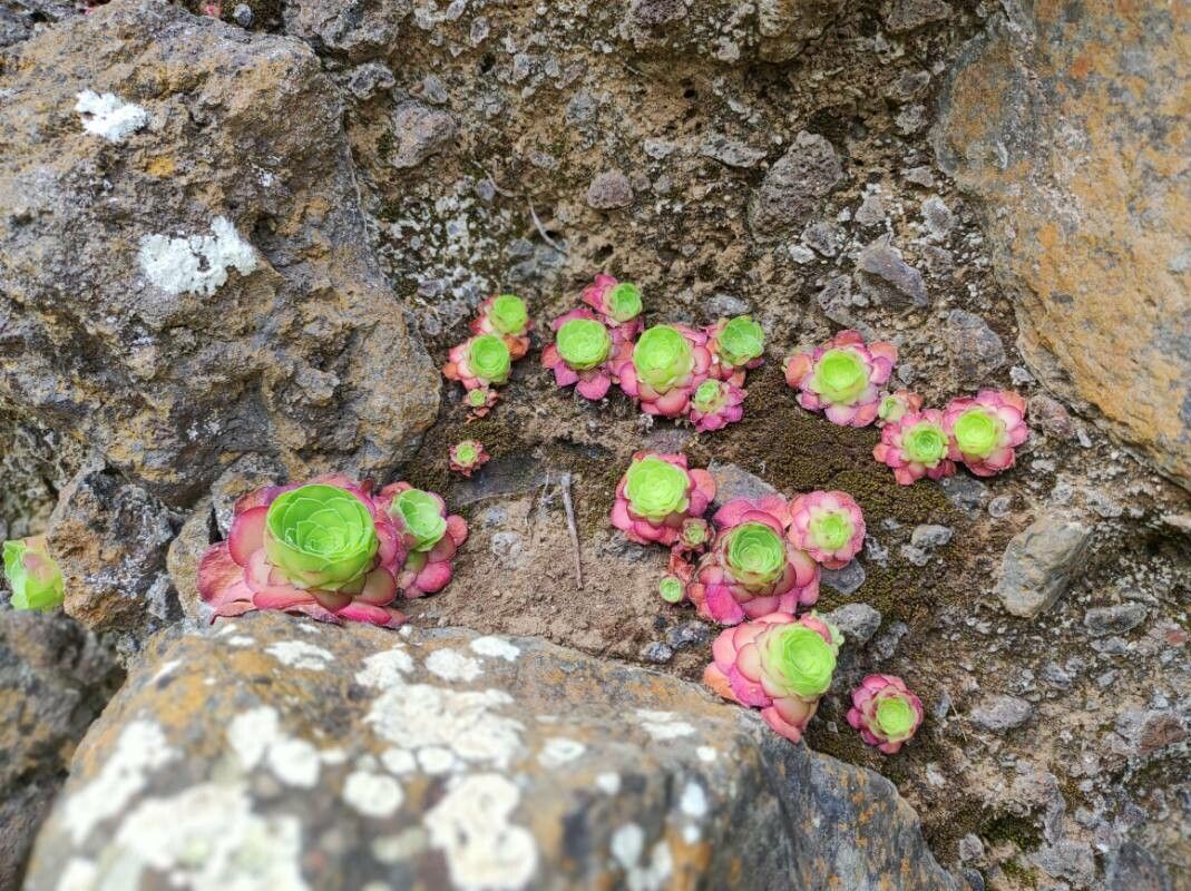 Aeonium glandulosum leaf