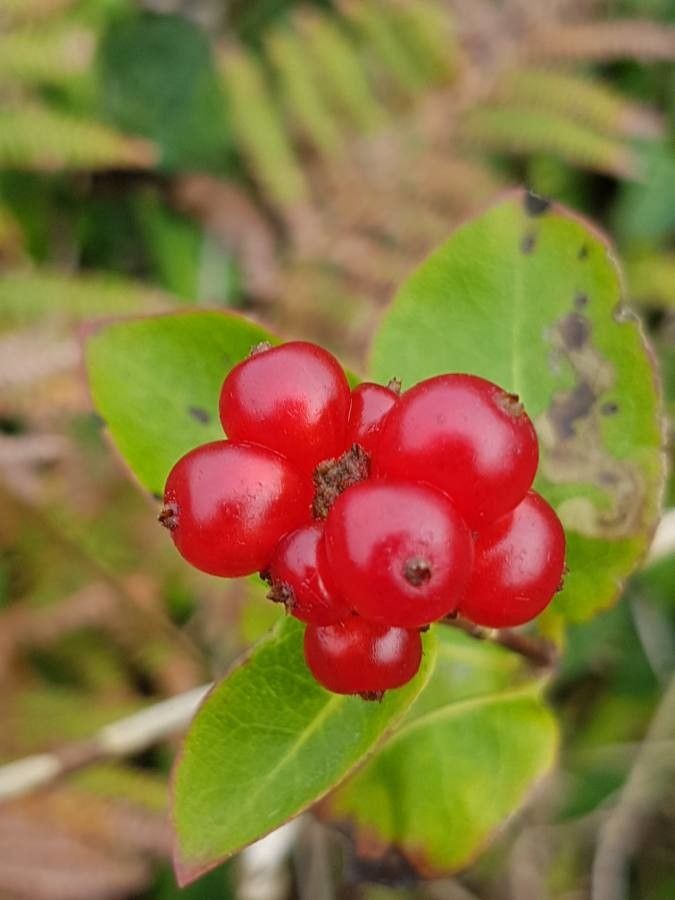 Lonicera etrusca fruit
