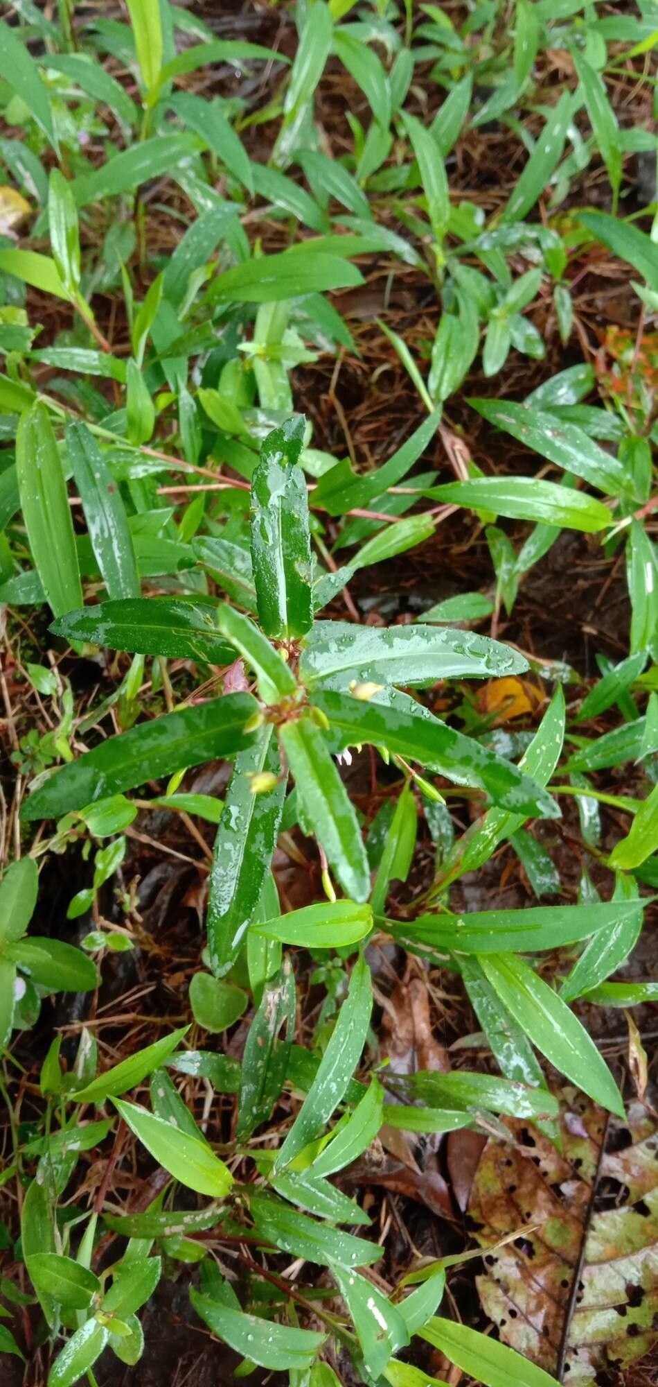 Impatiens rosea — search result for 'Impatiens'