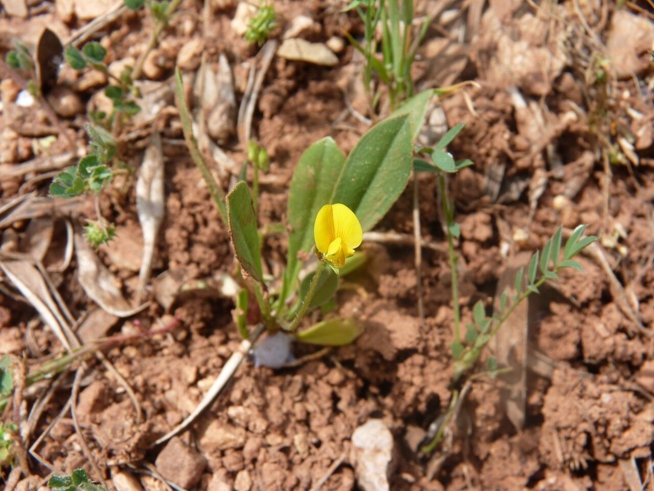 Scorpiurus vermiculatus flower