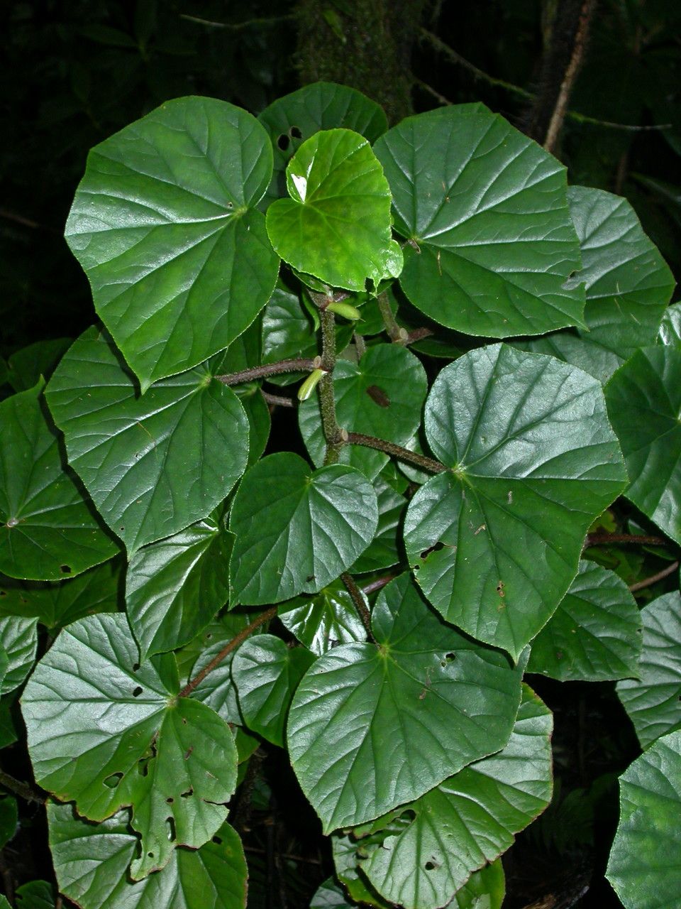 Begonia obliqua — houseplant care guide