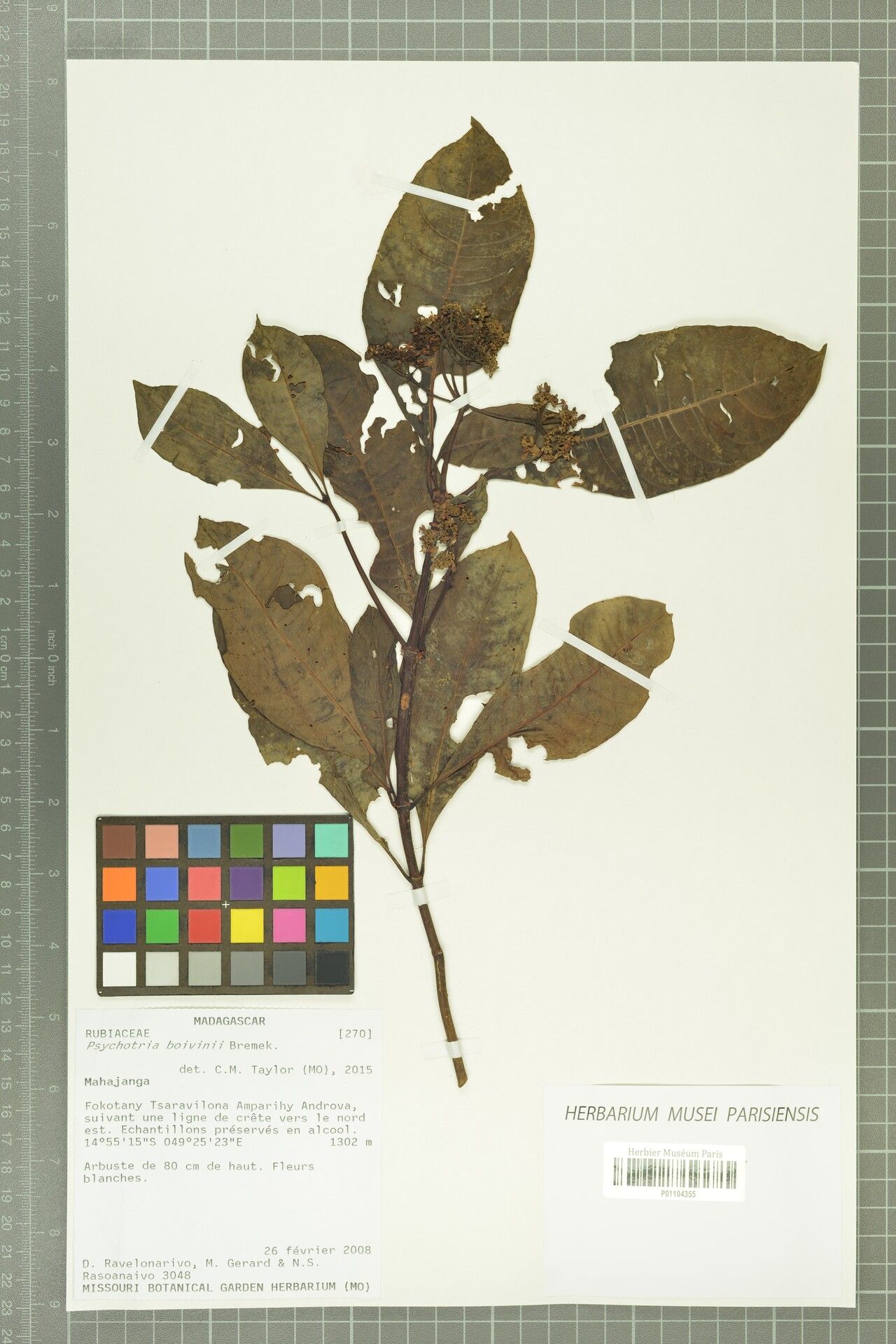 Psychotria boivinii — houseplant care guide