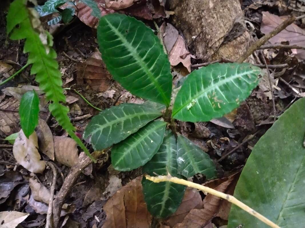 Ardisia griffithii — search result for 'Ardisia'