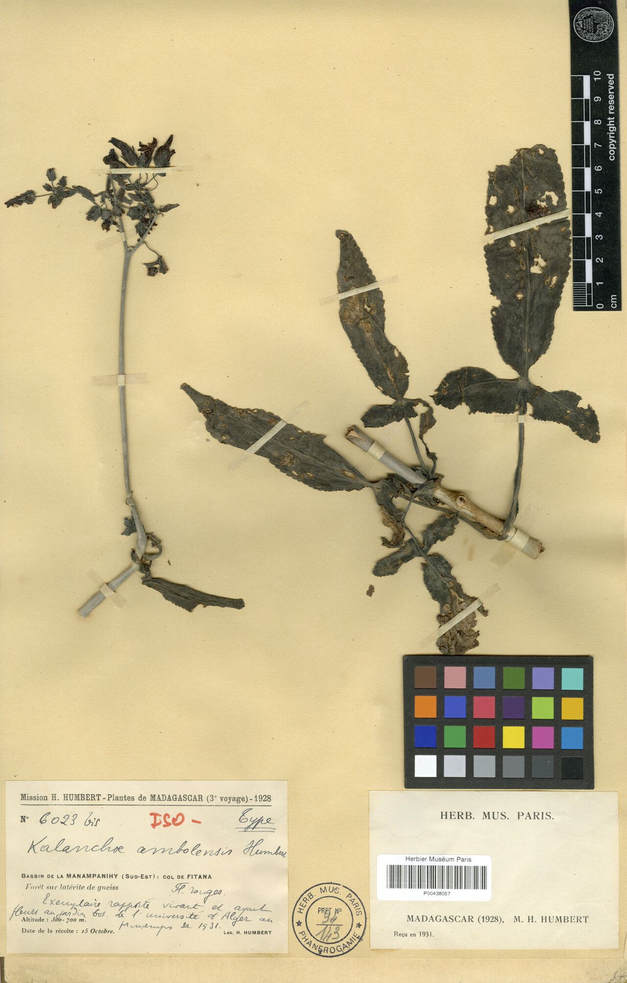 Kalanchoe ambolensis