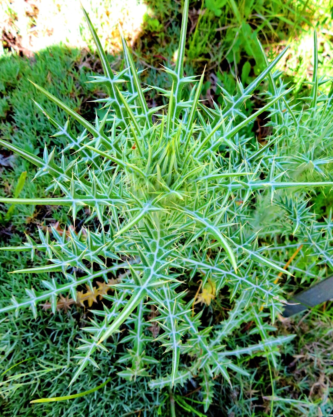 Ptilostemon diacanthus habit
