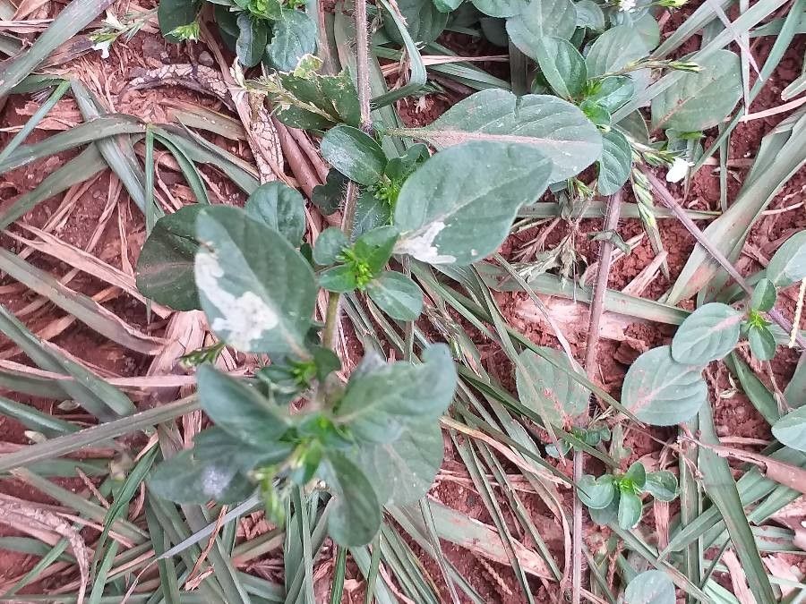 Hypoestes forsskaolii habit