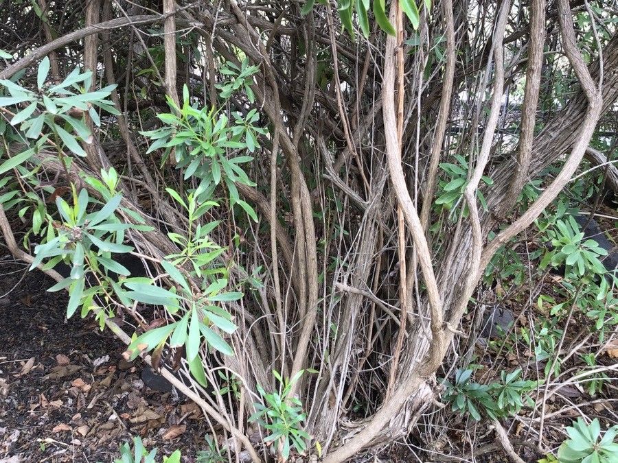 Globularia salicina bark