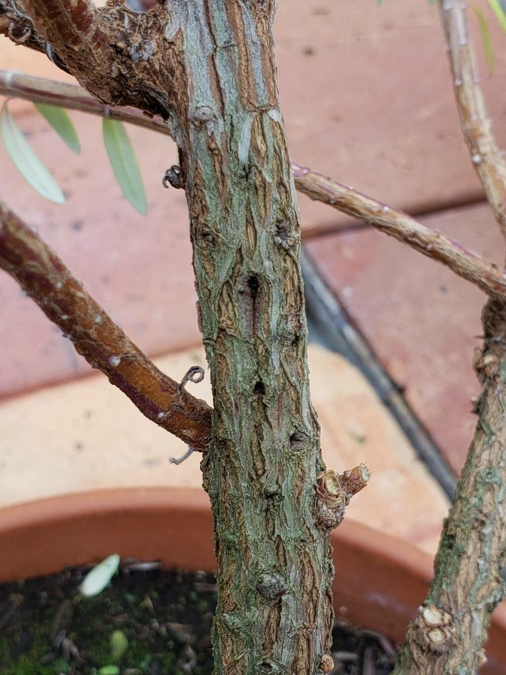 Westringia brevifolia bark